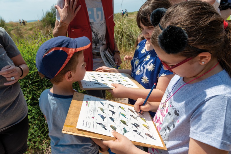 Els ocells de la platja i fem menjadors